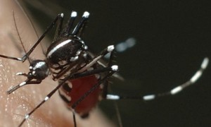 Uso de radiação contra mosquito será analisado pelo Brasil para combater o Aedes