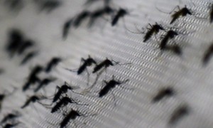 Zika: doença neurológica atinge cada vez mais adultos e vacina ainda é polêmica