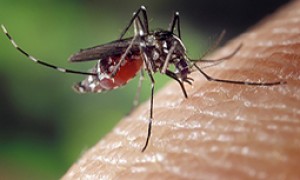 Dia D contra a dengue e a chikungunya é neste sábado, 7 de fevereiro