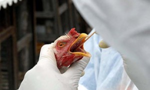 ONU alerta para propagação da gripe aviária na África; aves podem contaminar humanos