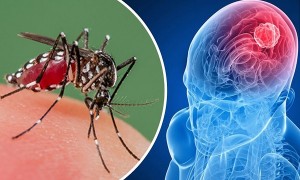 Vírus Zika pode curar tumor avançado no sistema nervoso