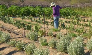 Municípios rurais podem participar de edital para investimento em ações de educação em saúde ambiental