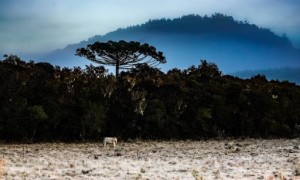 CNM alerta Municípios para onda de frio que chegou ao Brasil; confira a lista das regiões afetadas