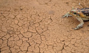 Decretos de emergência crescem 68,5% e causam prejuízo de R$ 62,5 bilhões, mesmo com a pandemia