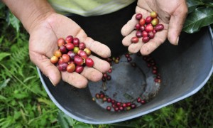 Participação de cafeicultores contribuiu para transformar o turismo na Colômbia; experiência será contada em seminário