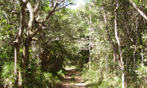 Serviço Florestal Brasileiro abre consulta pública para a concessão de flonas no Pará