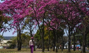 No dia da árvore, CNM divulga Virada Ambiental para incentivar Municípios a plantarem mudas nativas