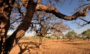 Presente em Municípios de 14 Estados, cerrado está entre os biomas mais vulneráveis durante a seca