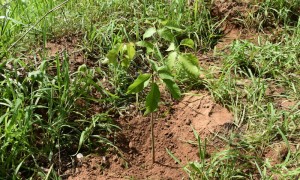 CNM destaca boas práticas de Municípios com ICMS Ecológico