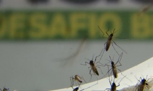 CNM alerta para o aumento dos casos de dengue no Brasil em 2022