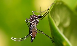 Minas confirma primeira morte por febre chikungunya no estado