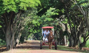 O turismo rural e as oportunidades para desenvolvimento dos Municípios pós-pandemia de Covid-19