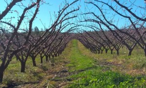 Município aproveita roteiro turístico e impulsiona renda com a produção de espumantes