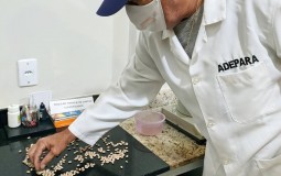 Projeto de lei autoriza consórcios públicos a prestarem serviço de classificação de produtos vegetais