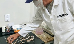Projeto de lei autoriza consórcios públicos a prestarem serviço de classificação de produtos vegetais